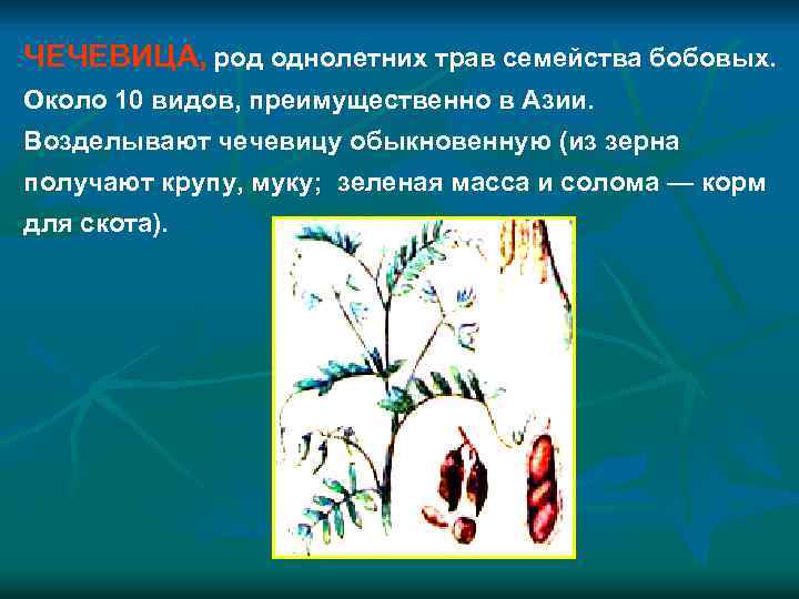 ЧЕЧЕВИЦА, род однолетних трав семейства бобовых. Около 10 видов, преимущественно в Азии. Возделывают чечевицу