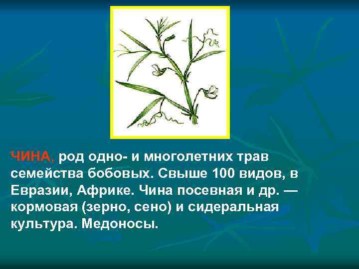 ЧИНА, род одно- и многолетних трав семейства бобовых. Свыше 100 видов, в Евразии, Африке.