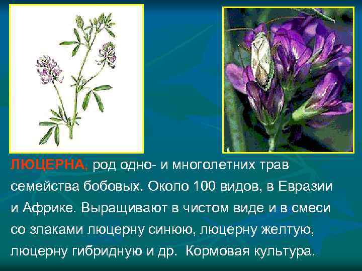 ЛЮЦЕРНА, род одно- и многолетних трав семейства бобовых. Около 100 видов, в Евразии и