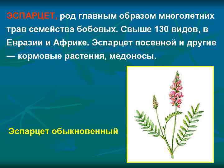 ЭСПАРЦЕТ, род главным образом многолетних трав семейства бобовых. Свыше 130 видов, в Евразии и