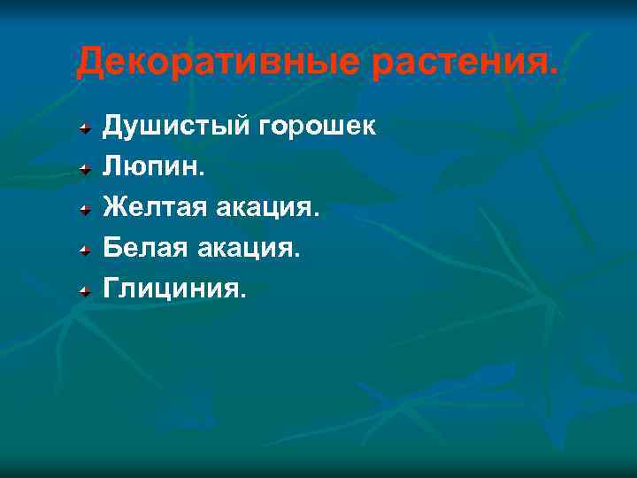 Декоративные растения. Душистый горошек Люпин. Желтая акация. Белая акация. Глициния. 