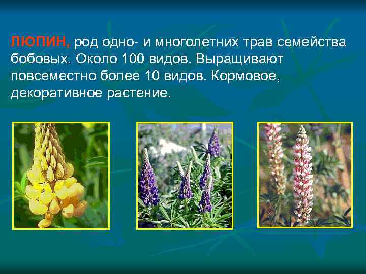 ЛЮПИН, род одно- и многолетних трав семейства бобовых. Около 100 видов. Выращивают повсеместно более