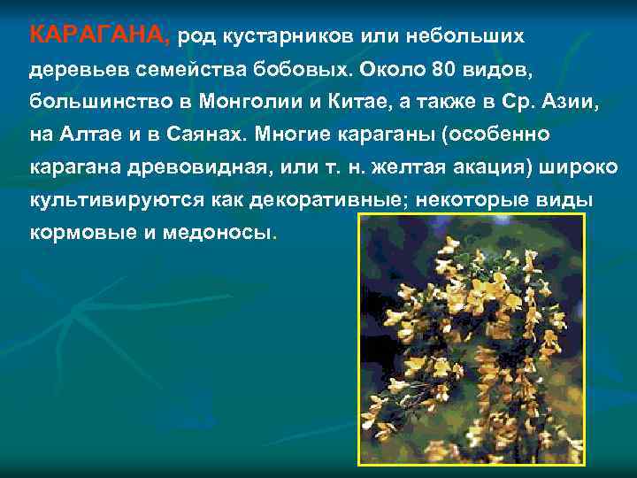 КАРАГАНА, род кустарников или небольших деревьев семейства бобовых. Около 80 видов, большинство в Монголии