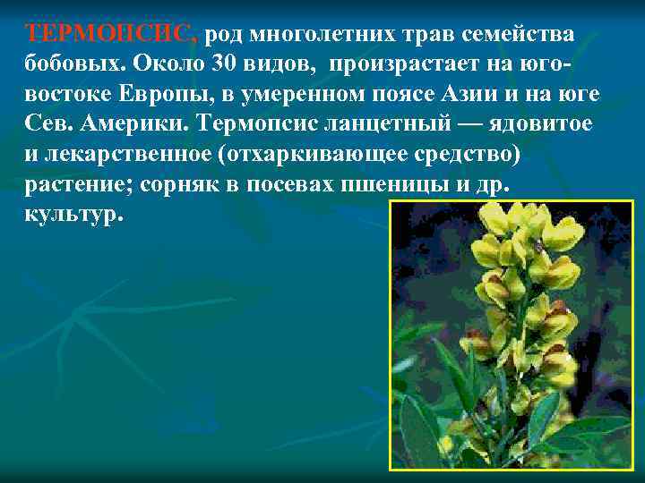 ТЕРМОПСИС, род многолетних трав семейства бобовых. Около 30 видов, произрастает на юговостоке Европы, в