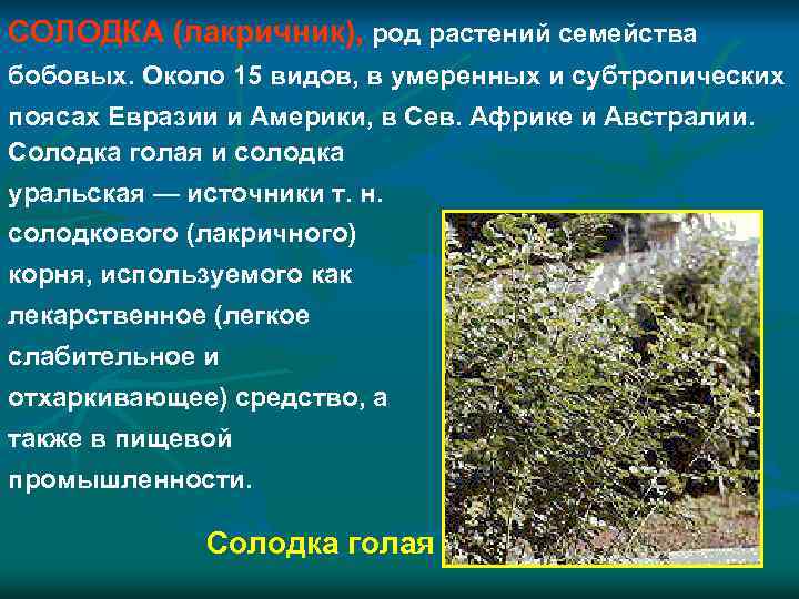 СОЛОДКА (лакричник), род растений семейства бобовых. Около 15 видов, в умеренных и субтропических поясах