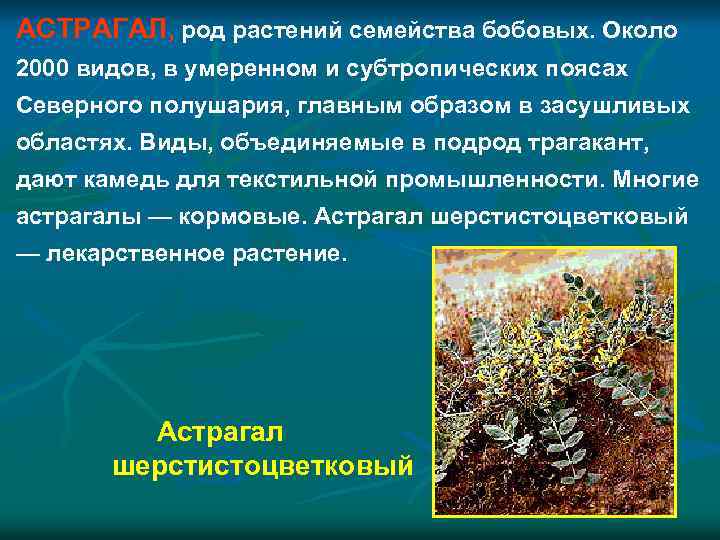 АСТРАГАЛ, род растений семейства бобовых. Около 2000 видов, в умеренном и субтропических поясах Северного