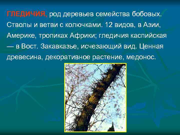 ГЛЕДИЧИЯ, род деревьев семейства бобовых. Стволы и ветви с колючками. 12 видов, в Азии,