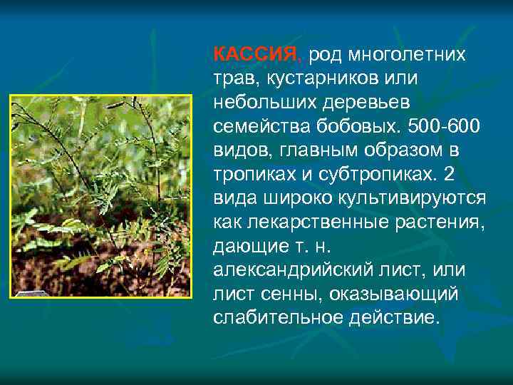 КАССИЯ, род многолетних трав, кустарников или небольших деревьев семейства бобовых. 500 -600 видов, главным