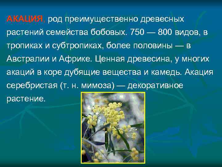 АКАЦИЯ, род преимущественно древесных растений семейства бобовых. 750 — 800 видов, в тропиках и