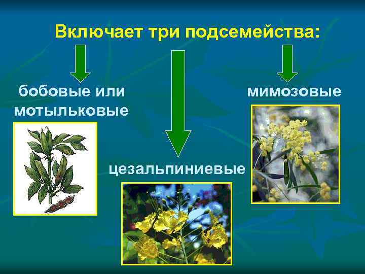  Включает три подсемейства: бобовые или мимозовые мотыльковые цезальпиниевые 