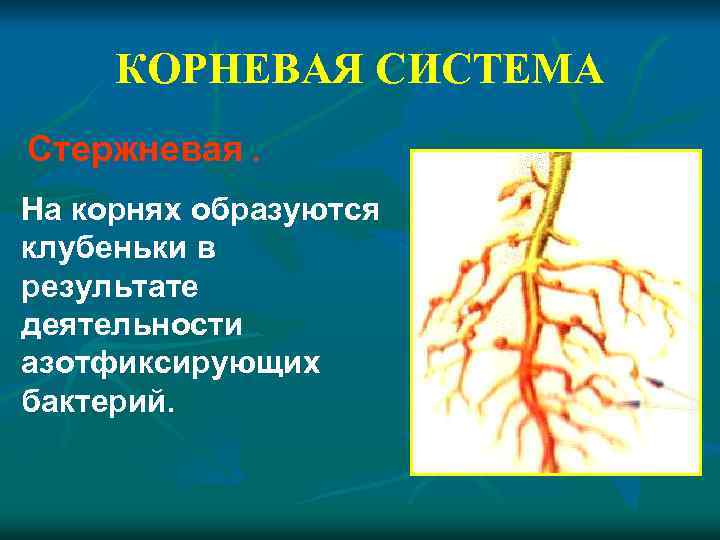 КОРНЕВАЯ СИСТЕМА Стержневая. На корнях образуются клубеньки в результате деятельности азотфиксирующих бактерий. 