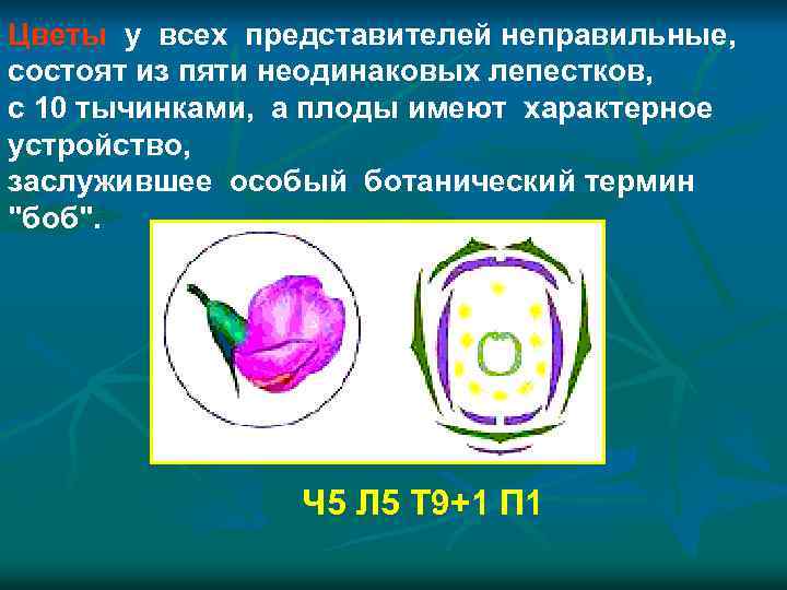 Цветы у всех представителей неправильные, состоят из пяти неодинаковых лепестков, с 10 тычинками, а