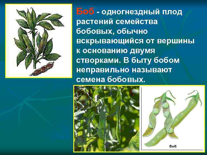 Боб - одногнездный плод растений семейства бобовых, обычно вскрывающийся от вершины к основанию двумя