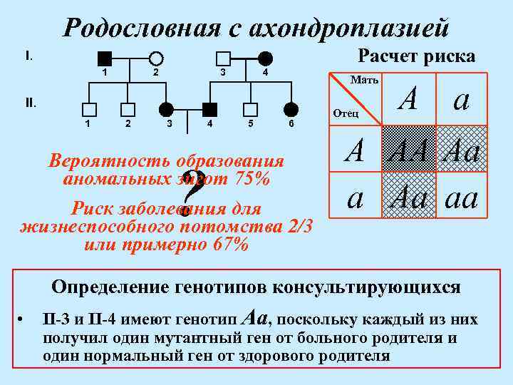 Карликовость генотип. Задача родословная с ахондроплазией. Генеалогический анализ. Ахондроплазия Тип наследования. Задачи по родословной с ахондроплазией.