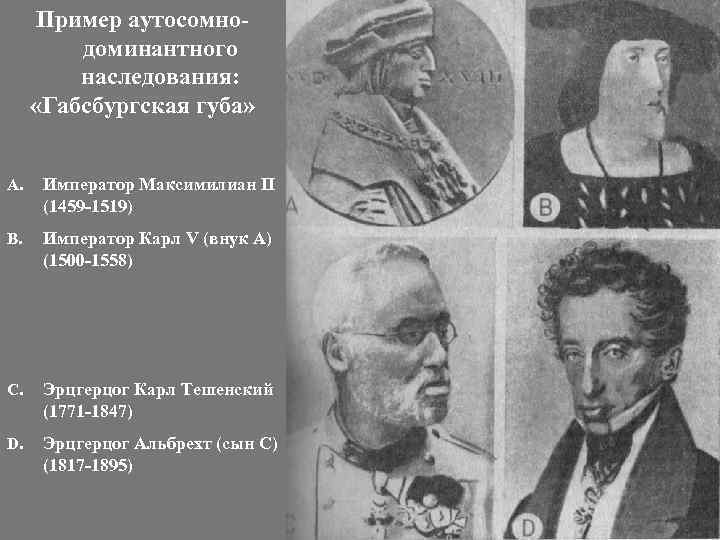 Пример аутосомнодоминантного наследования: «Габсбургская губа» A. Император Максимилиан II (1459 -1519) B. Император Карл