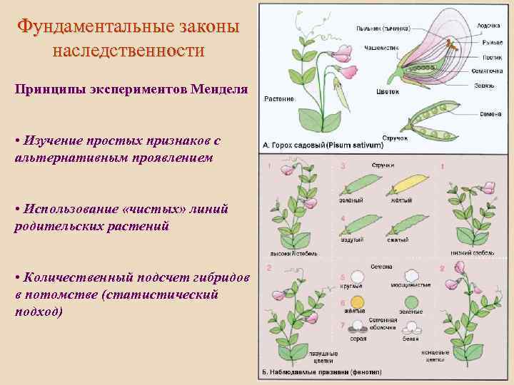 Определите какую генетическую закономерность иллюстрирует данная схема р