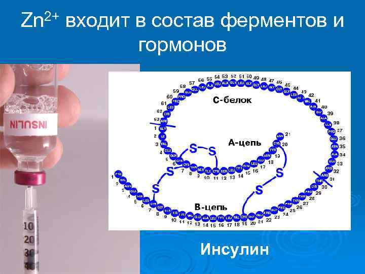 Zn 2+ входит в состав ферментов и гормонов Инсулин 