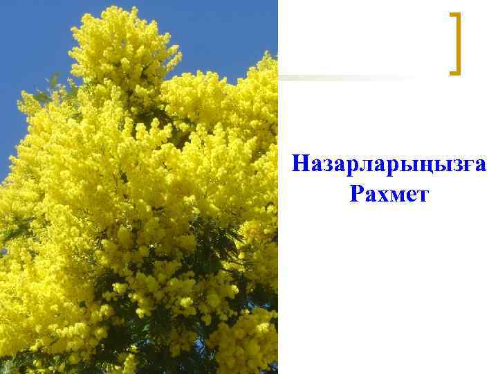 Назарларыңызға Рахмет 