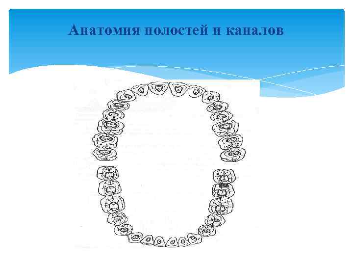 Анатомия полостей и каналов 