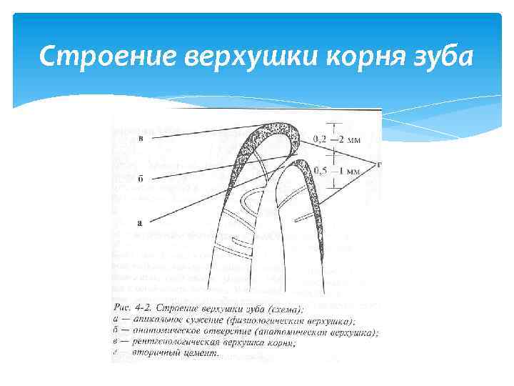 Формирование корешка