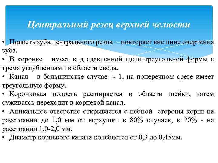 Центральный резец верхней челюсти • Полость зуба центрального резца повторяет внешние очертания зуба. •