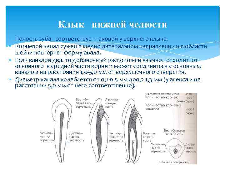 Нижние клыки