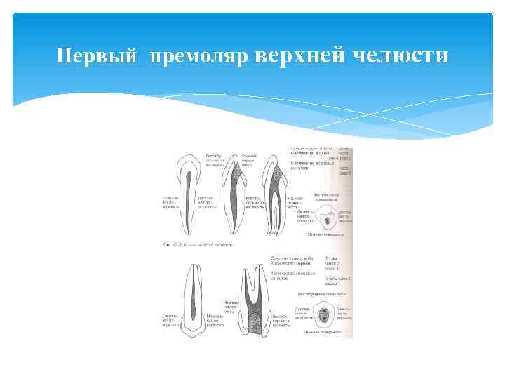Первый премоляр верхней челюсти 