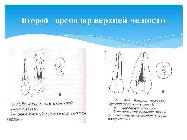 Второй премоляр верхней челюсти 