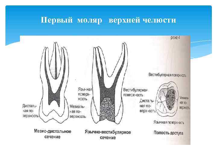 Строение канала зуба