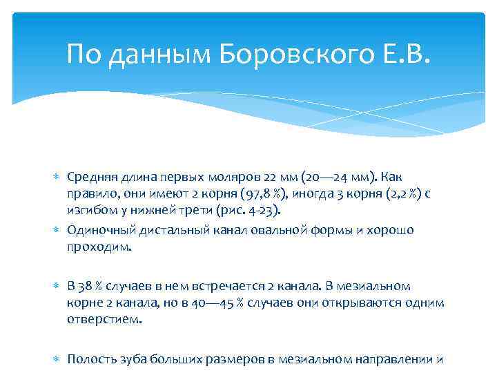 По данным Боровского Е. В. Средняя длина первых моляров 22 мм (20— 24 мм).