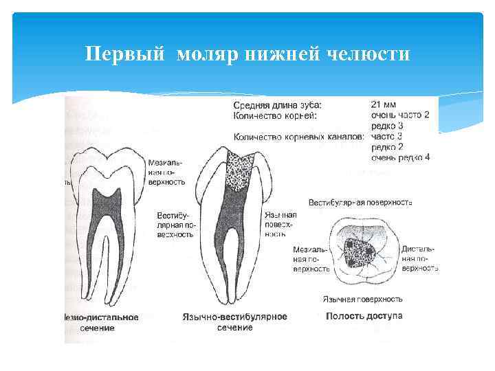 Строение канала зуба