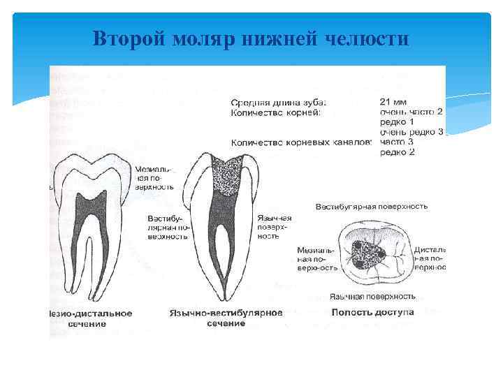 Второй моляр нижней челюсти 
