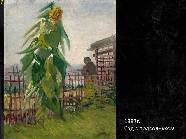 1887 г. Сад с подсолнухом 