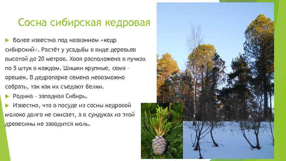 Сосна сибирская кедровая Более известна под названием «кедр сибирский» . Растёт у усадьбы в