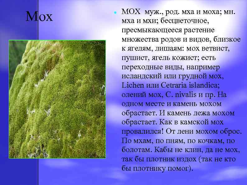 Мох МОХ муж. , род. мха и моха; мн. мха и мхи; бесцветочное, пресмыкающееся