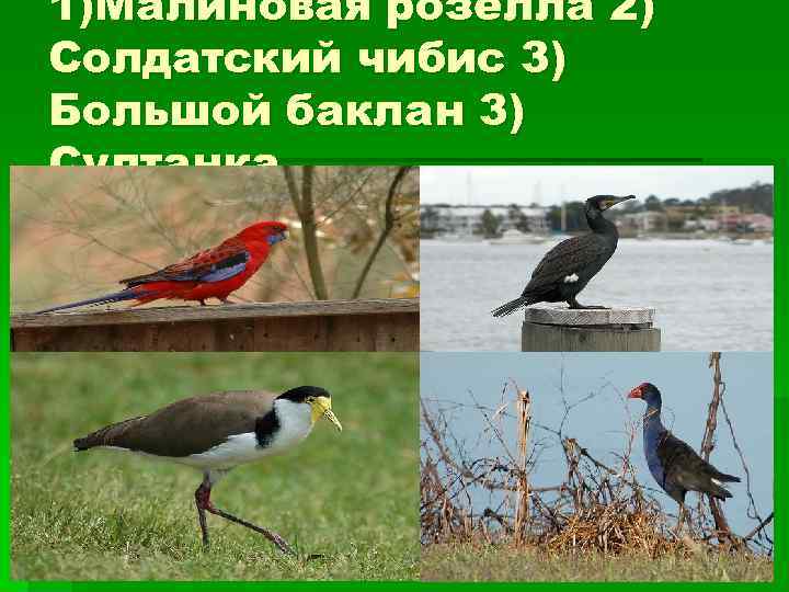 1)Малиновая розелла 2) Солдатский чибис 3) Большой баклан 3) Султанка. 