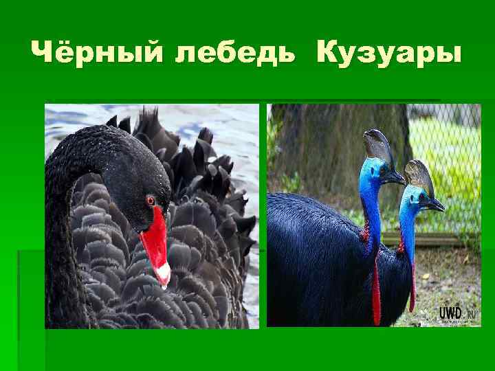 Чёрный лебедь Кузуары 