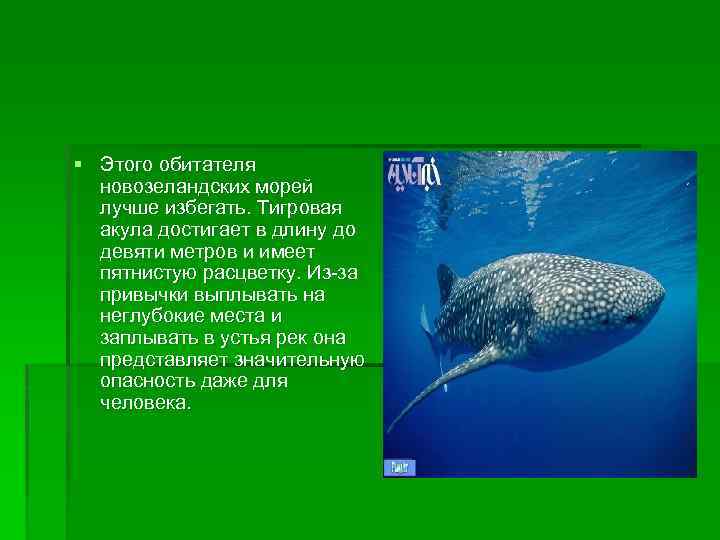 § Этого обитателя новозеландских морей лучше избегать. Тигровая акула достигает в длину до девяти