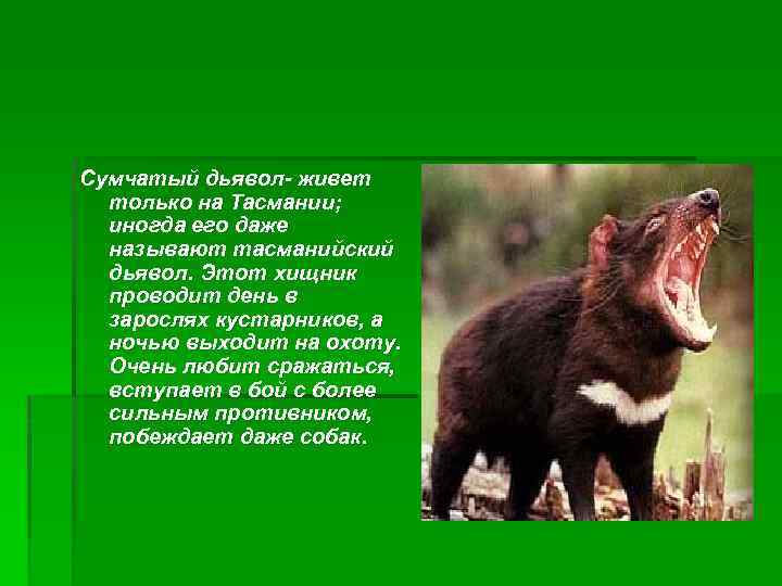 Сумчатый дьявол- живет только на Тасмании; иногда его даже называют тасманийский дьявол. Этот хищник