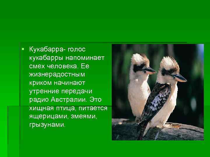 § Кукабарра- голос кукабарры напоминает смех человека. Ее жизнерадостным криком начинают утренние передачи радио