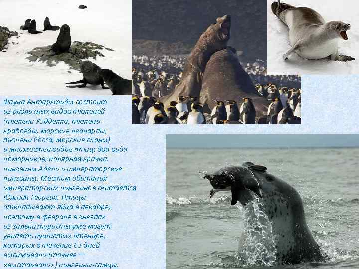Фауна Антарктиды состоит из различных видов тюленей (тюлени Уэдделла, тюленикрабоеды, морские леопарды, тюлени Росса,