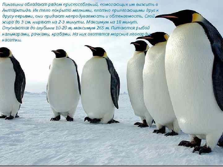 Пингвины обладают рядом приспособлений, помогающих им выжить в Антарктиде. Их тело покрыто мелкими, плотно