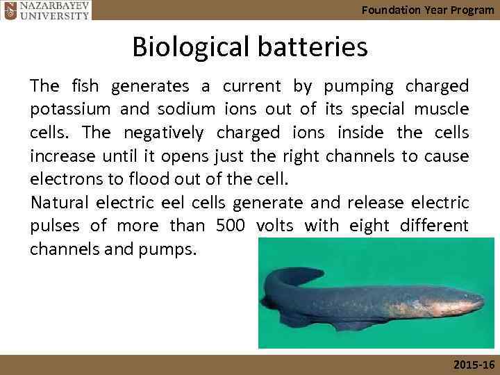 Foundation Year Program Biological batteries The fish generates a current by pumping charged potassium