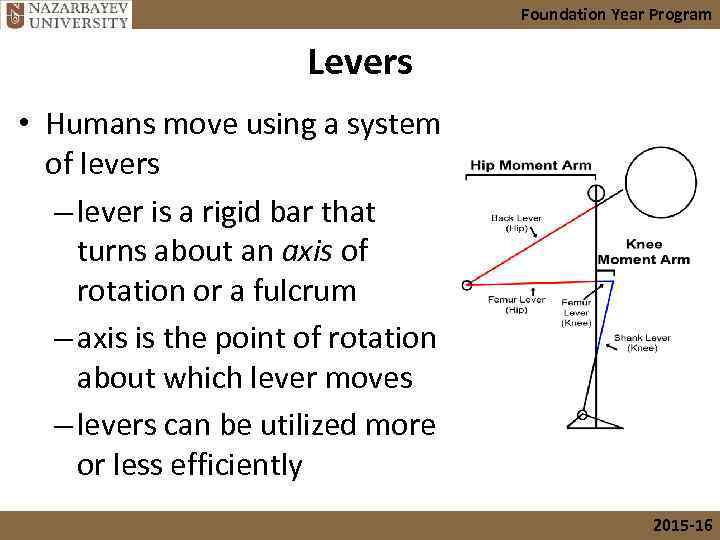 Foundation Year Program Levers • Humans move using a system of levers – lever