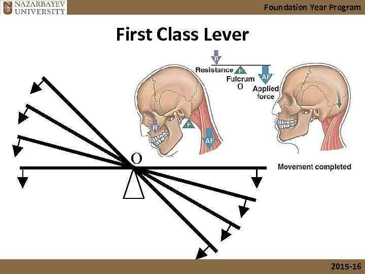 Foundation Year Program First Class Lever O O 2015 -16 