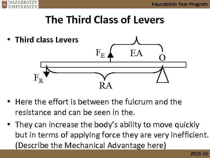 Foundation Year Program The Third Class of Levers • Third class Levers FE FR