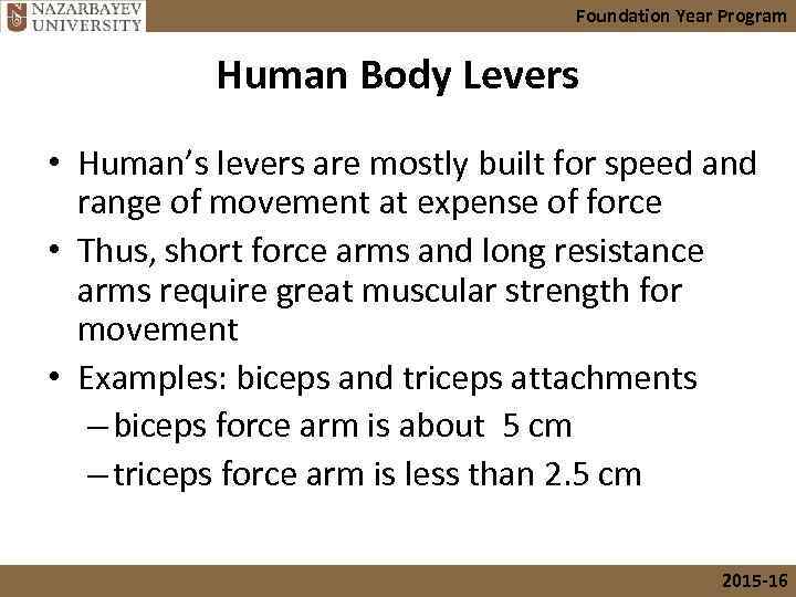 Foundation Year Program Human Body Levers • Human’s levers are mostly built for speed