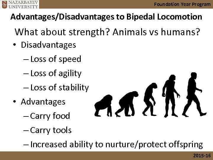 Foundation Year Program Advantages/Disadvantages to Bipedal Locomotion What about strength? Animals vs humans? •