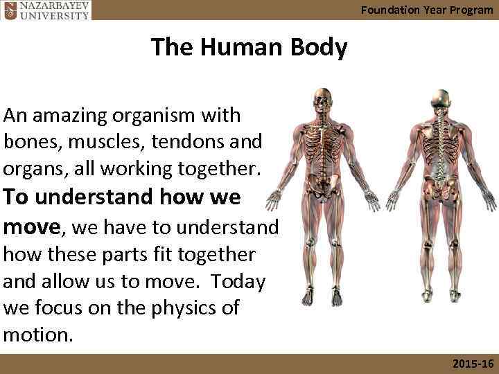 Foundation Year Program The Human Body An amazing organism with bones, muscles, tendons and