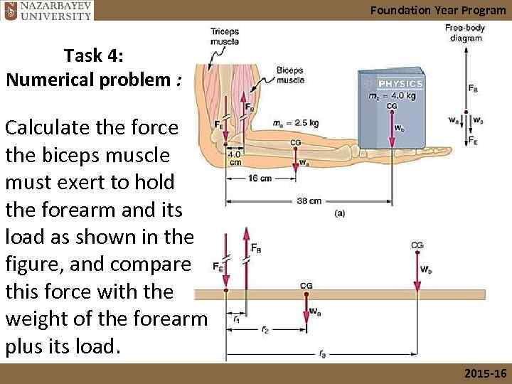 Foundation Year Program Task 4: Numerical problem : Calculate the force the biceps muscle